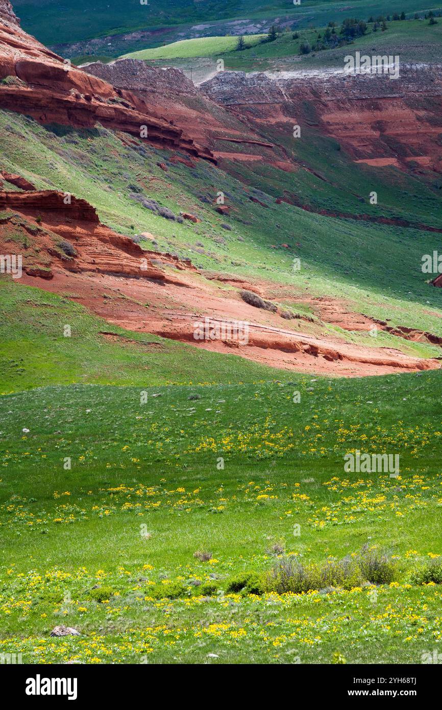 Balsamwurzel Wildblumen blühen unter einem Sandstein Hügel entlang der Chief Joseph-Autobahn im Nordwesten von Wyoming. Stockfoto