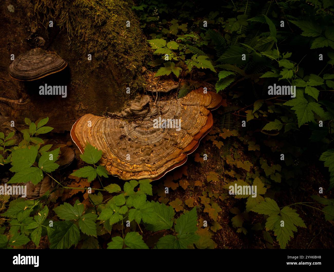 Großer Pilz hängt am Rande des heruntergefallenen Baumstamms im Mount Rainier Forest Stockfoto