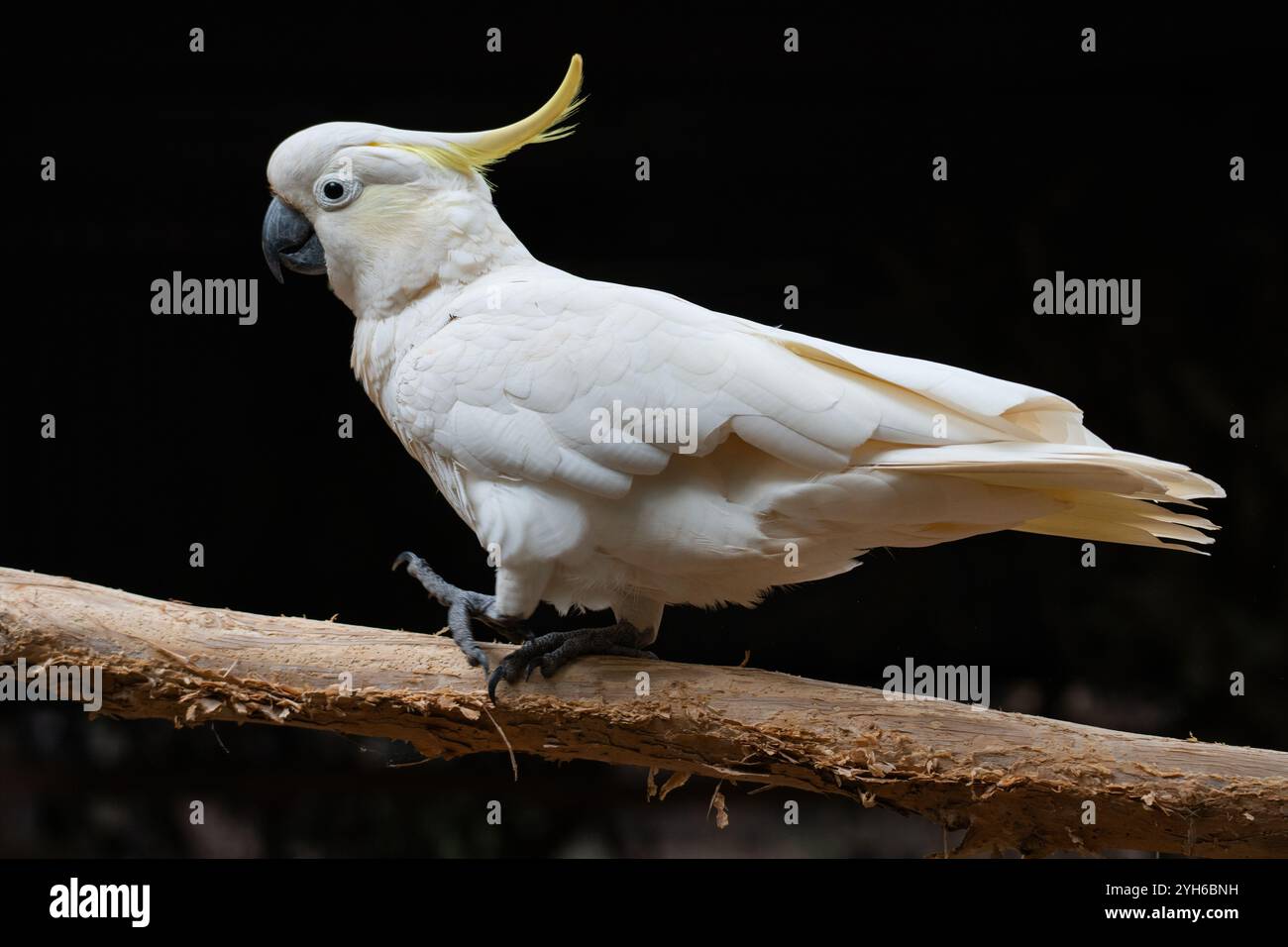 Ein gelber Schaum-Cockatoo, der an einem Baumzweig entlang läuft Stockfoto