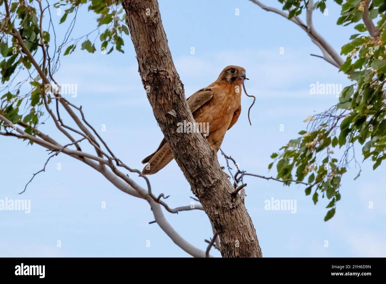 Brauner Falke (Falco berigora) mit Schlange im Schnabel, Queensland, QLD, Australien Stockfoto