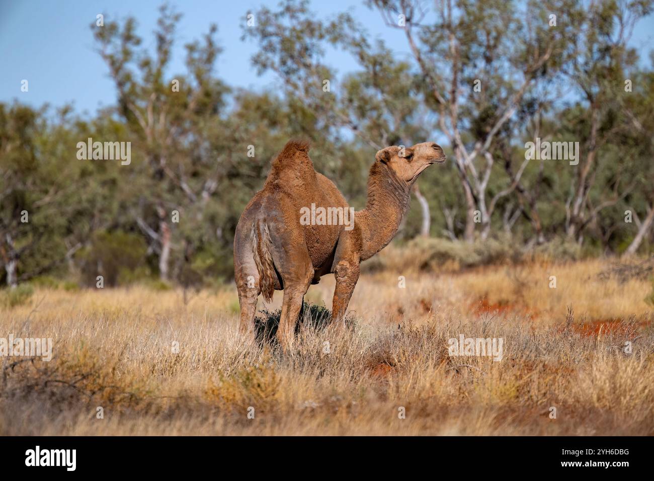 Australisches Wildkamel (Camelus dromedarius) im Outback, Queensland, QLD, Australien Stockfoto