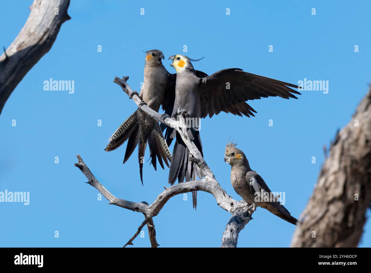 Kakatiels (Nymphicus hollandicus) auf einem toten Baum, Malkumba-Coongie Lakes National Park, South Australia, Australien Stockfoto
