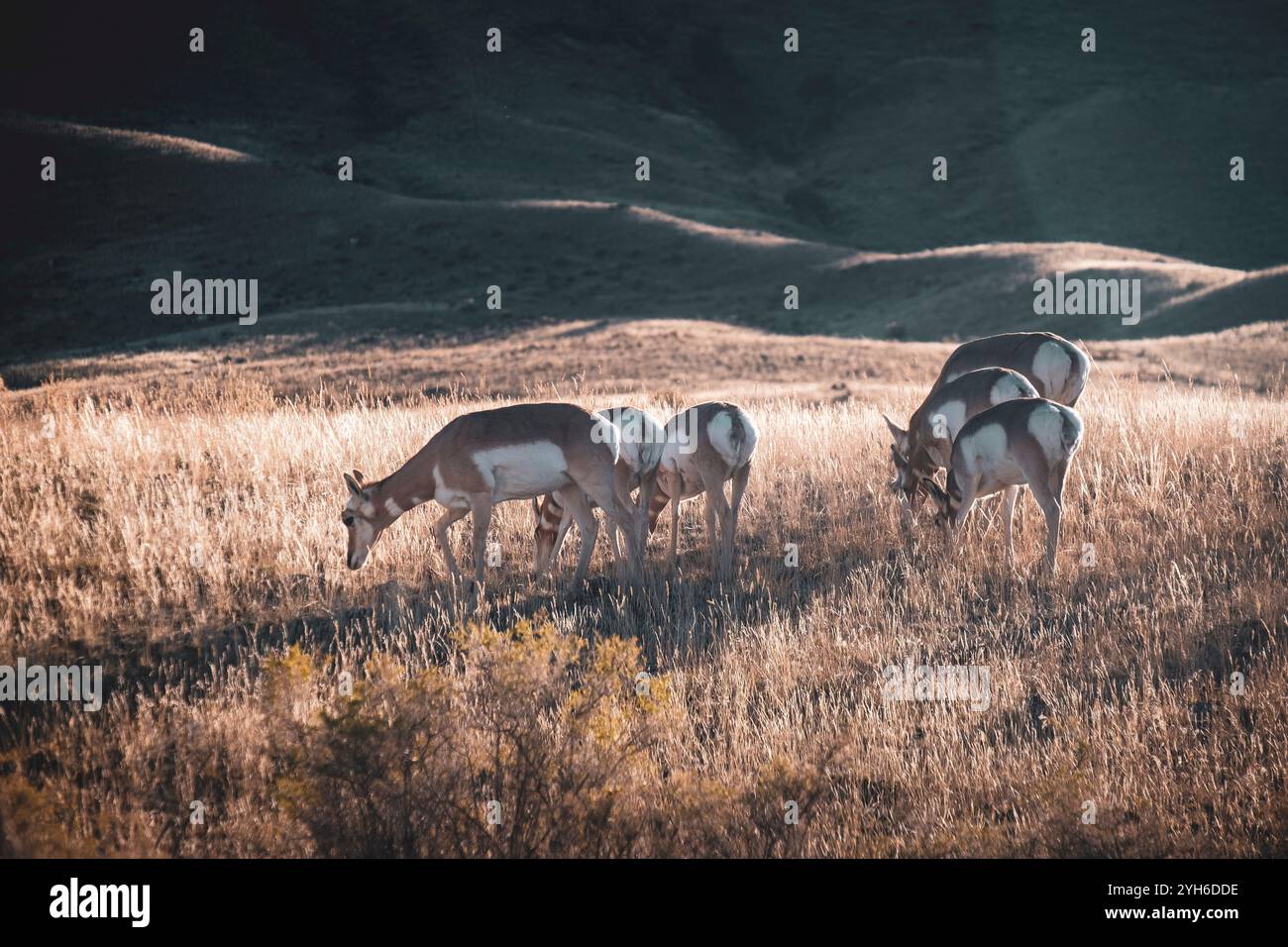 Eine Antilope weidet auf einem alten Pionierfriedhof im Yellowstone-Nationalpark, Montana Stockfoto