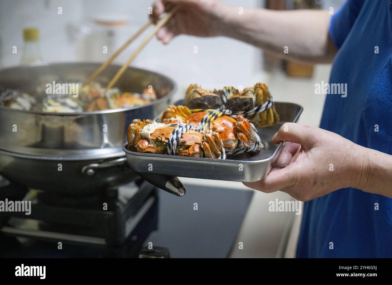 Hände einer Frau, die Essstäbchen benutzt, um gekochte haarige Krabben in einem Dampfgarer aufzuheben. Köstliche Yangcheng-Seekrebse für ein Familienessen. Stockfoto