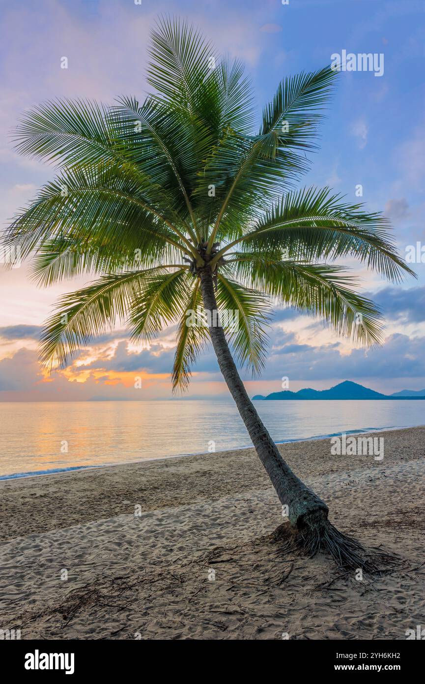 Eine einzelne klischeehafte Palme am malerischen, unberührten, tropischen Strand, während der farbenfrohe Sonnenaufgang über einem glasartigen Pazifischen Ozean malt. Stockfoto