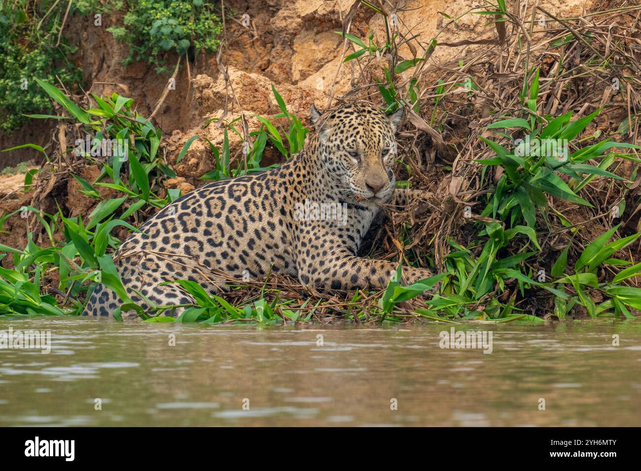 Jaguar klettert aus einem Fluss im Pantanal Stockfoto