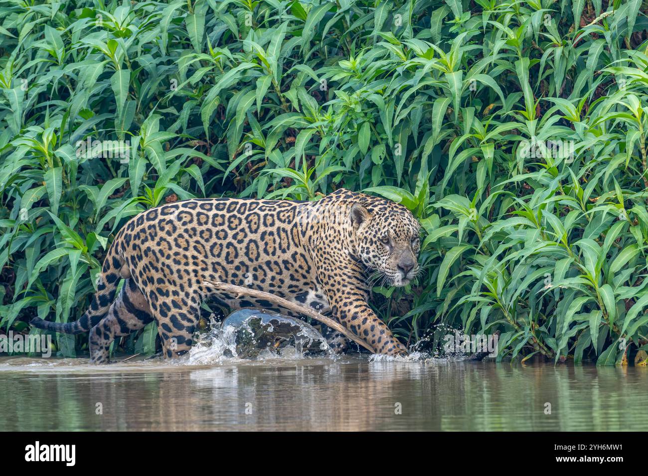 jaguar plätschert durch das Wasser, während er am Ufer eines Flusses entlang läuft Stockfoto