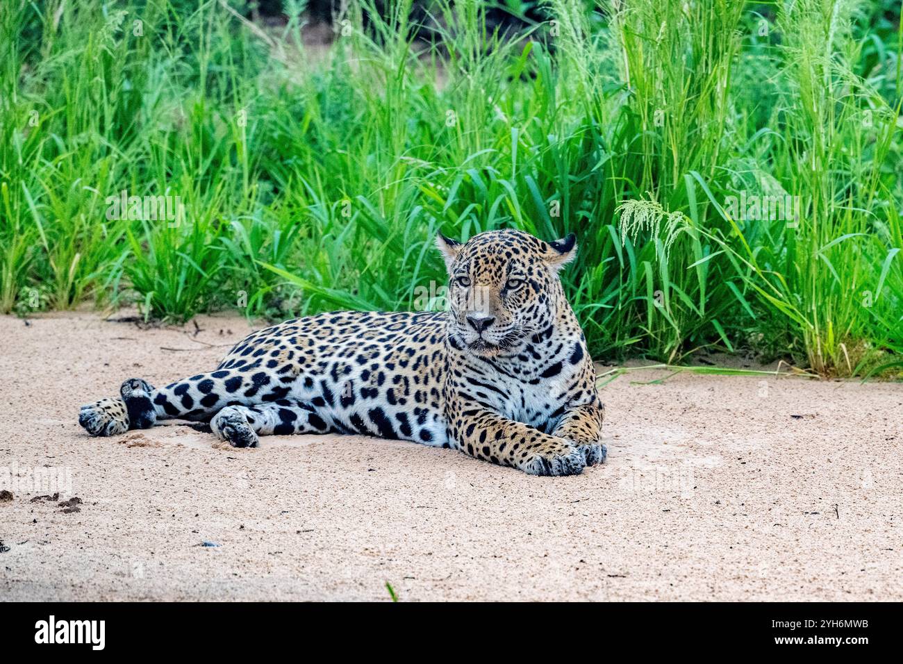 Jaguar ruht auf einer Flusssandbank im Pantanal Stockfoto