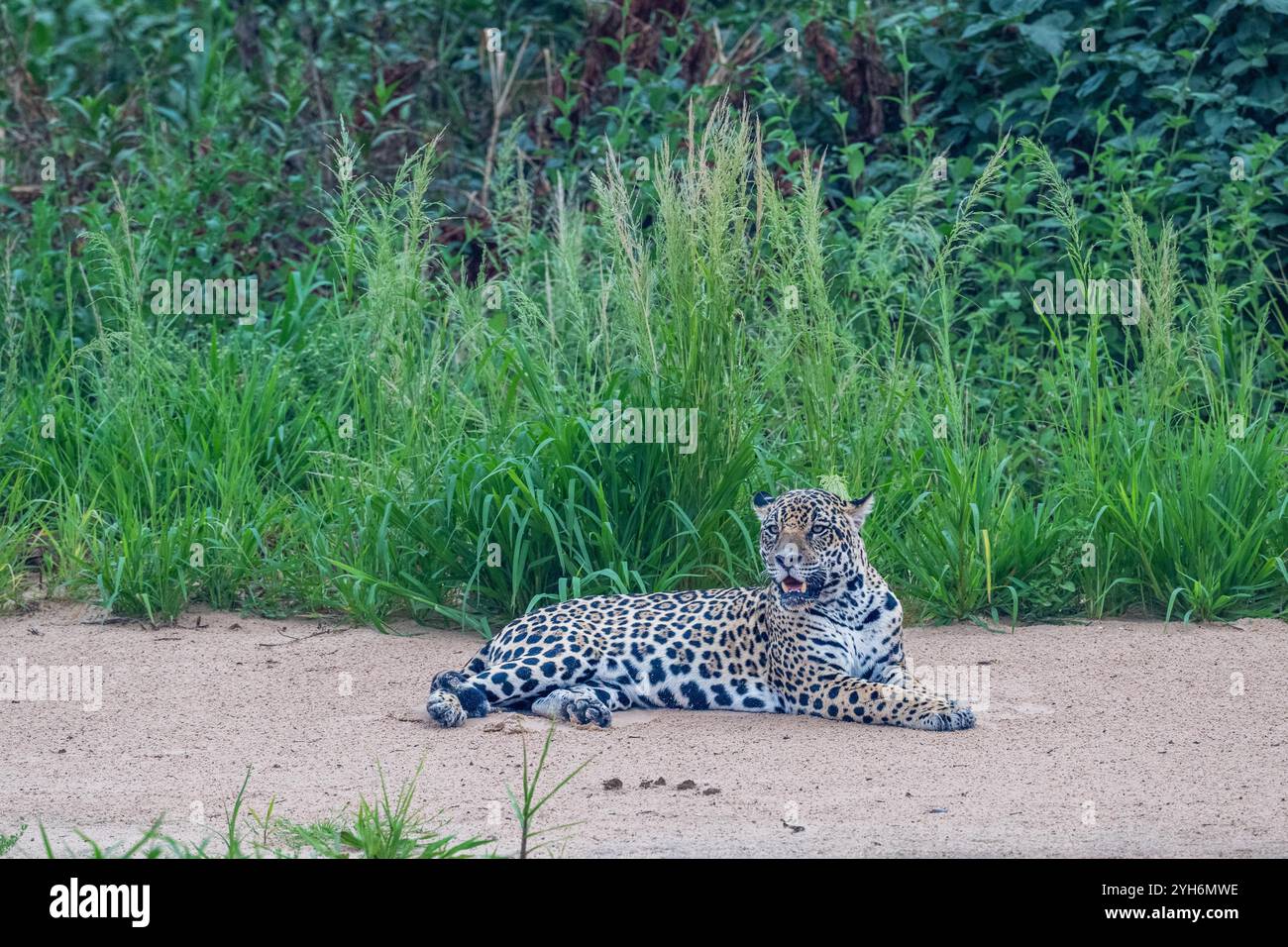 Jaguar ruht auf einer Flusssandbank im Pantanal Stockfoto