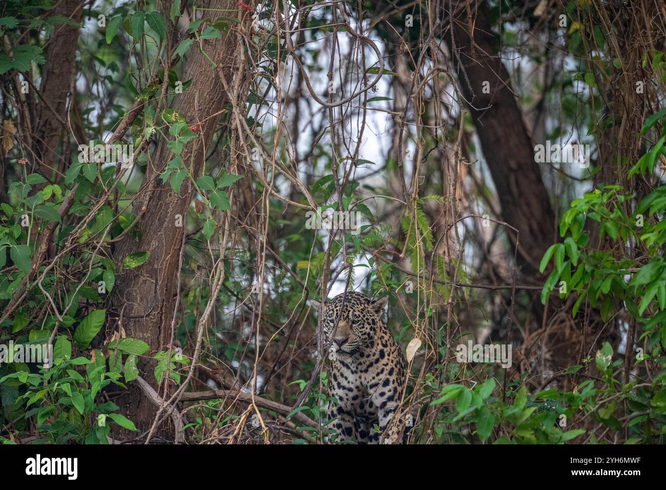 jaguar an einem hohen Flussufer mit Blick auf den Fluss Stockfoto