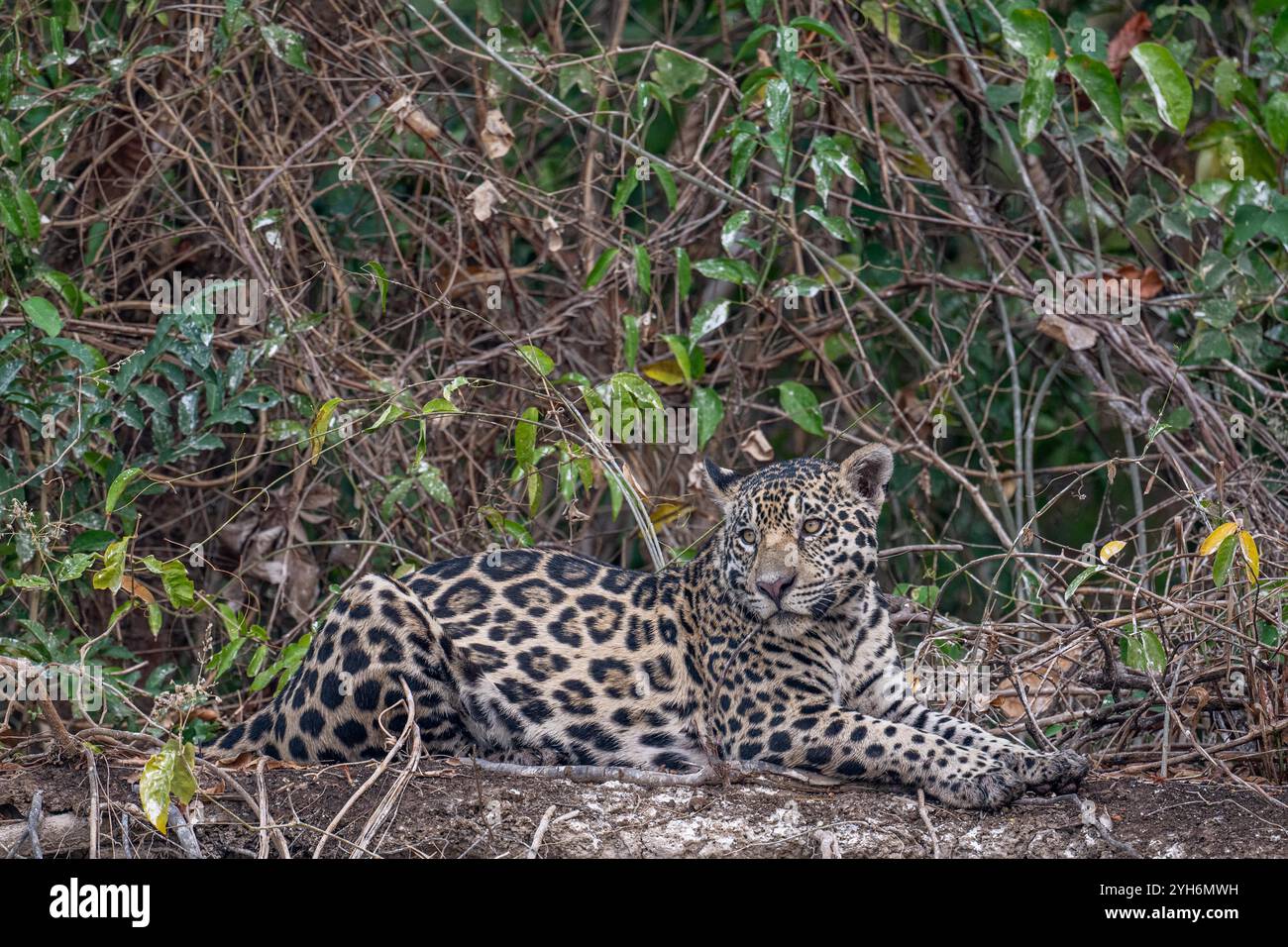 Jaguar liegt an einem hohen Flussufer - am Rande des Dschungels. Stockfoto