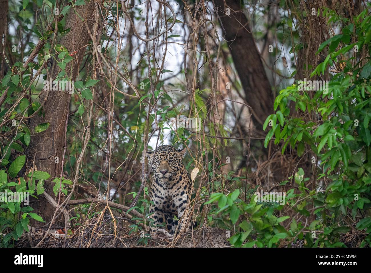 jaguar an einem hohen Flussufer mit Blick auf den Fluss Stockfoto