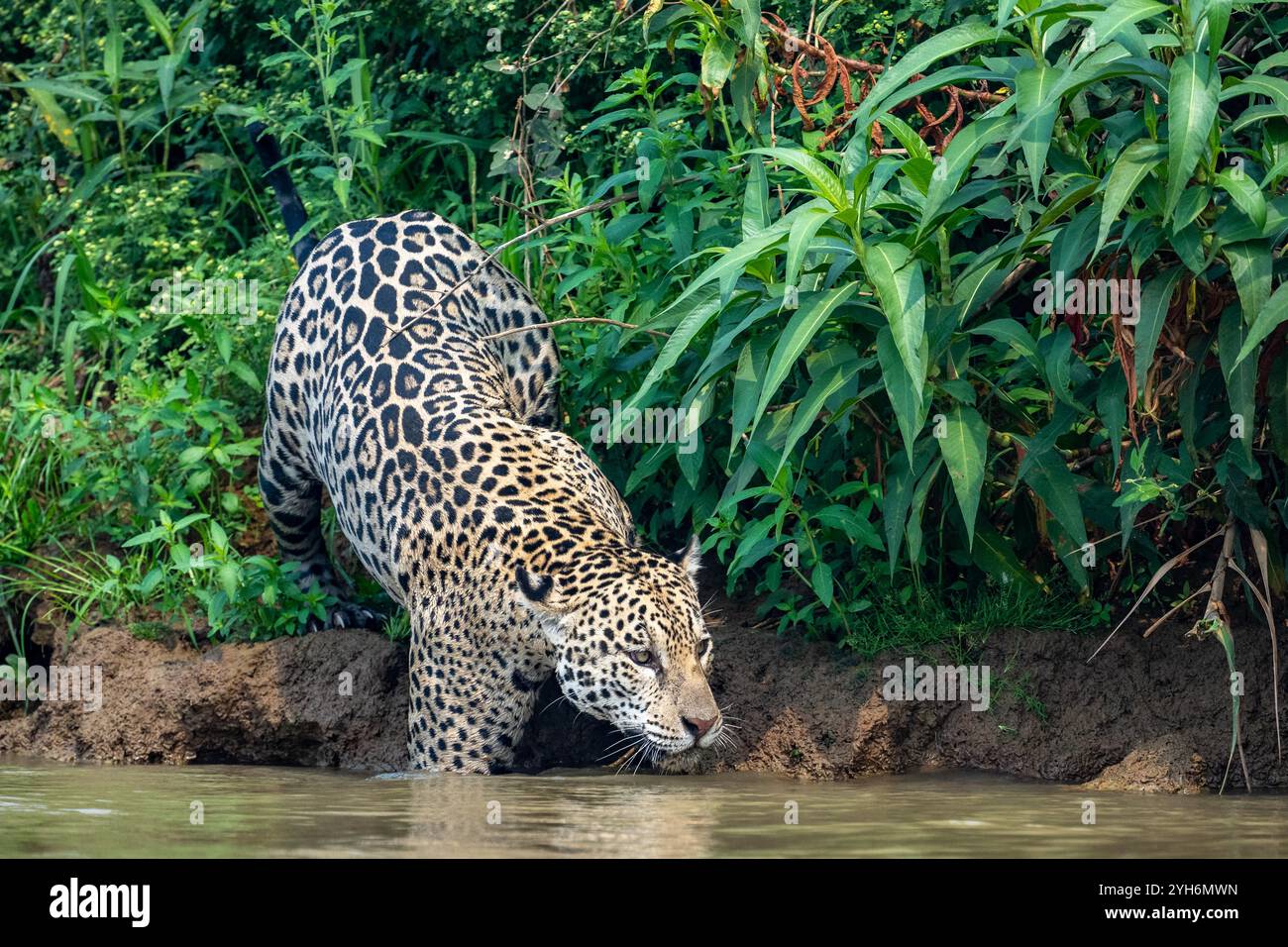 Jaguar taucht beim Eintritt in den Fluss aus dichtem Grün auf Stockfoto