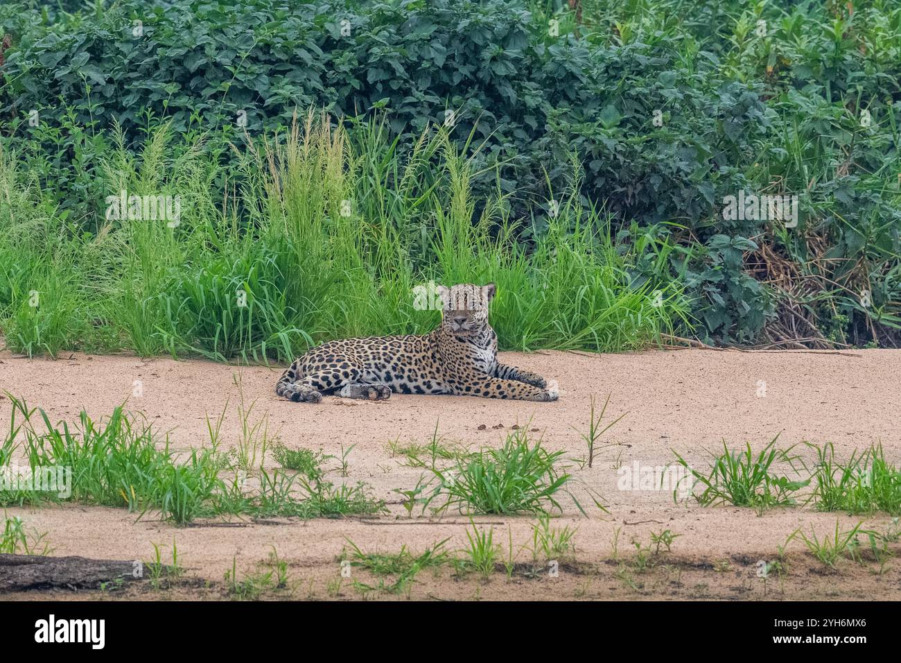 Jaguar ruht auf einer Flusssandbank im Pantanal Stockfoto
