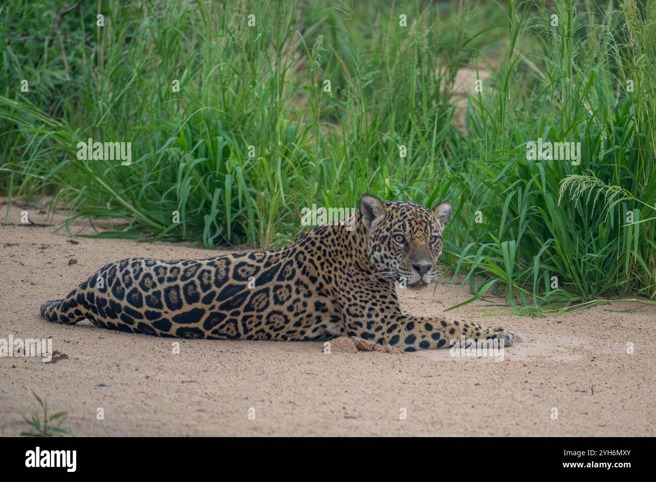Jaguar ruht auf einer Flusssandbank im Pantanal Stockfoto