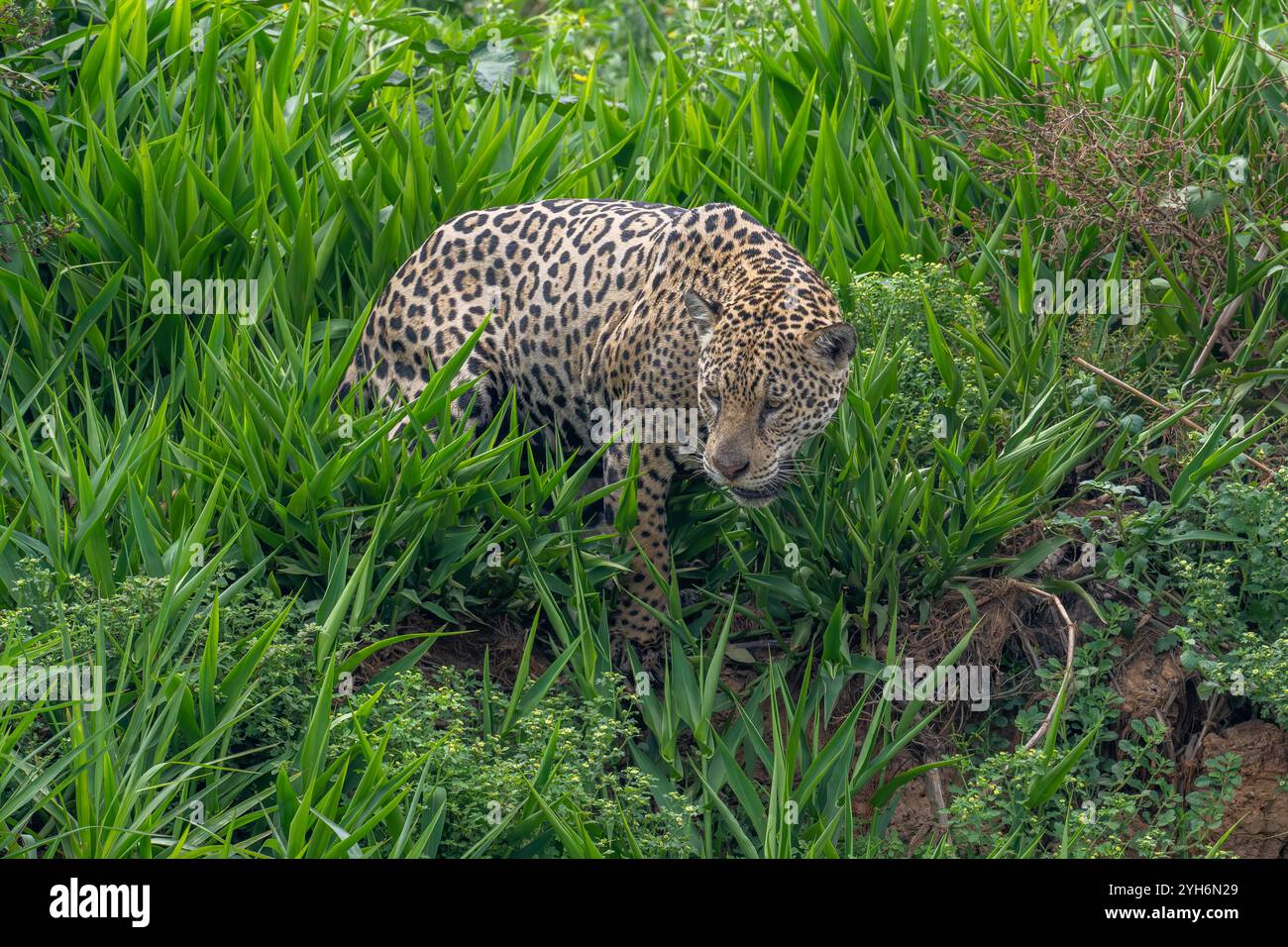 Jaguar wendet sich ab und blickt hinunter in den Fluss, während er inmitten von grünem Gras steigt Stockfoto