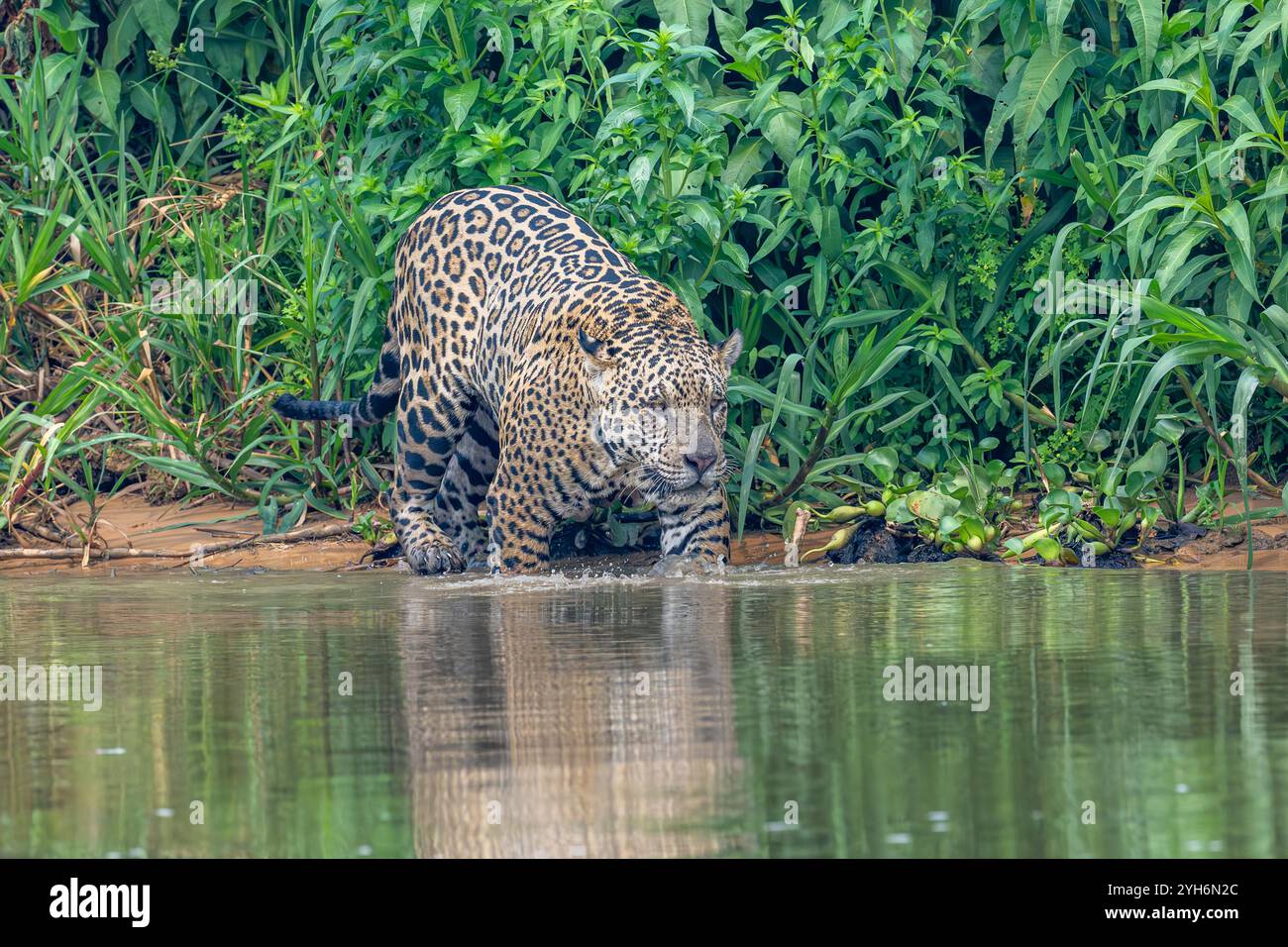 Jaguar tritt in den Cuiaba ein – grüner Laubhintergrund – Reflexionen Stockfoto