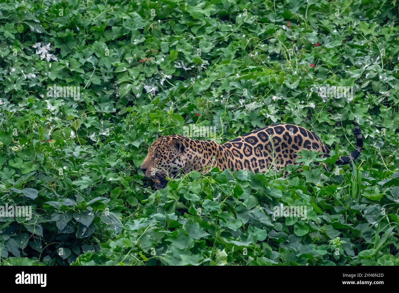 Jaguar durchquert das dichte Grün auf seinem Weg zum Fluss Stockfoto