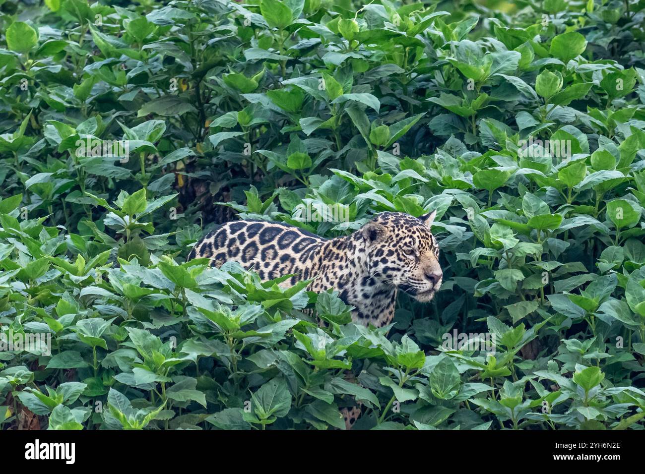 Jaguar durchquert das dichte Grün auf seinem Weg zum Fluss Stockfoto