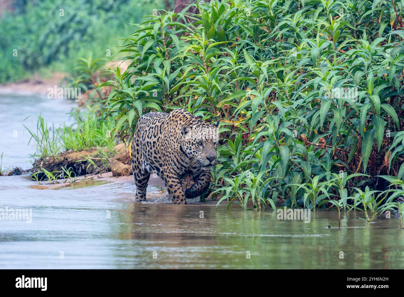 Jaguar umrundet einen überhängenden grünen Busch, während er im Fluss jagt Stockfoto
