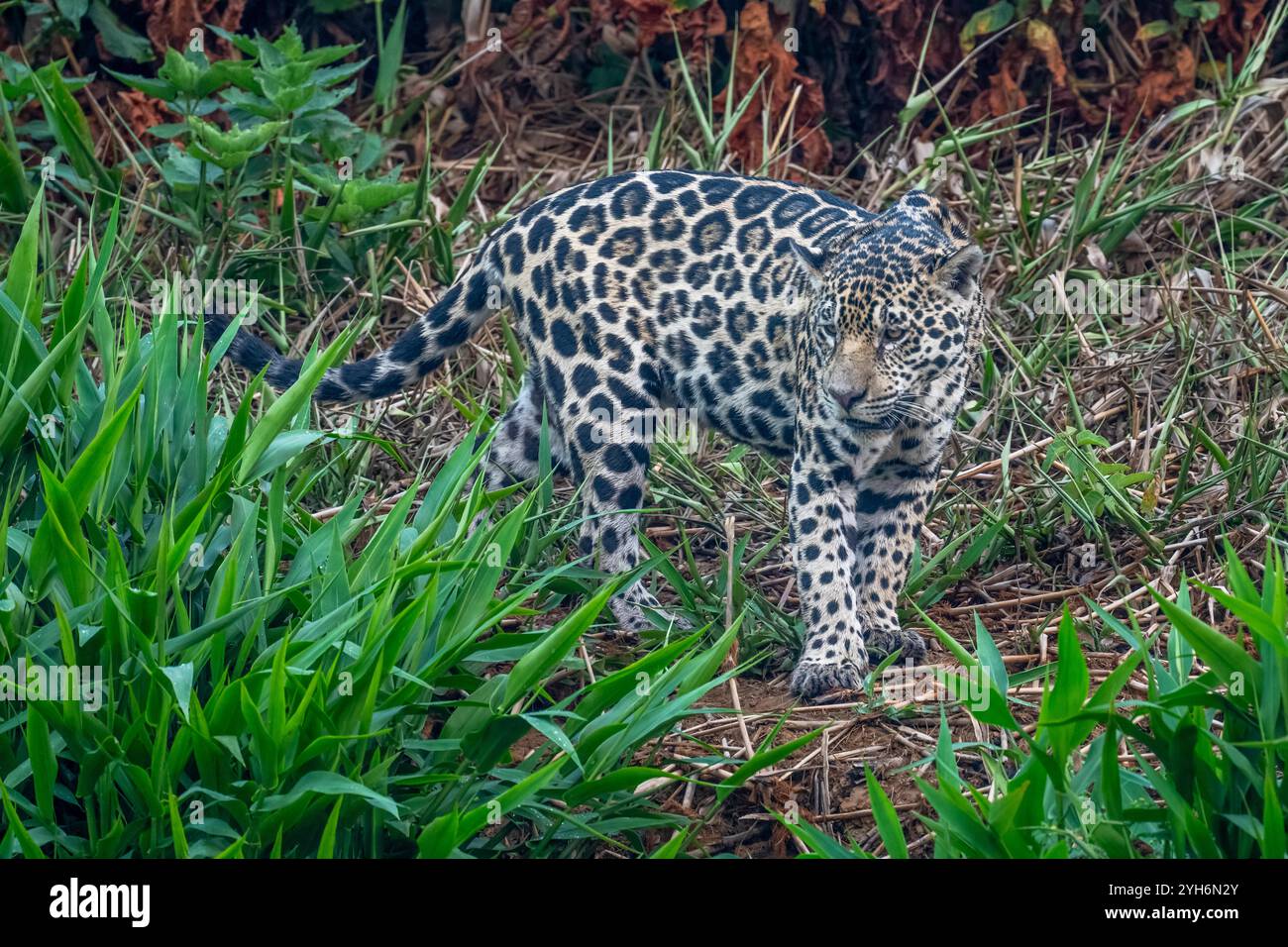 Jaguar blickt über die Schulter auf einen Dschungelpfad, während er die Umgebung umsieht Stockfoto