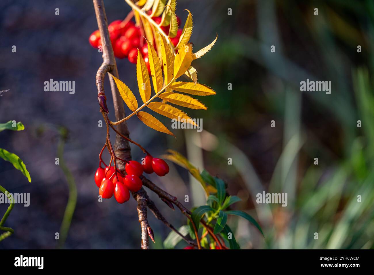 Nahaufnahme eines kleinen Vogelbaums mit vogelbeeren Anfang November 2024 in Norrköping, Schweden Stockfoto