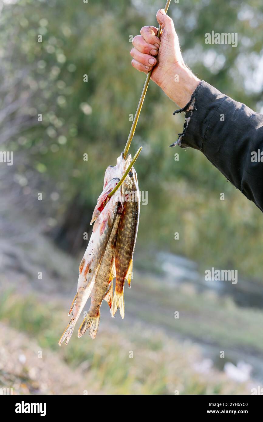 Ein Mann hält einen Hecht, den er gerade gefangen hat, an einem Stock am Flussufer, was den Erfolg des Angelns und der Freizeitaktivitäten unterstreicht. Stockfoto