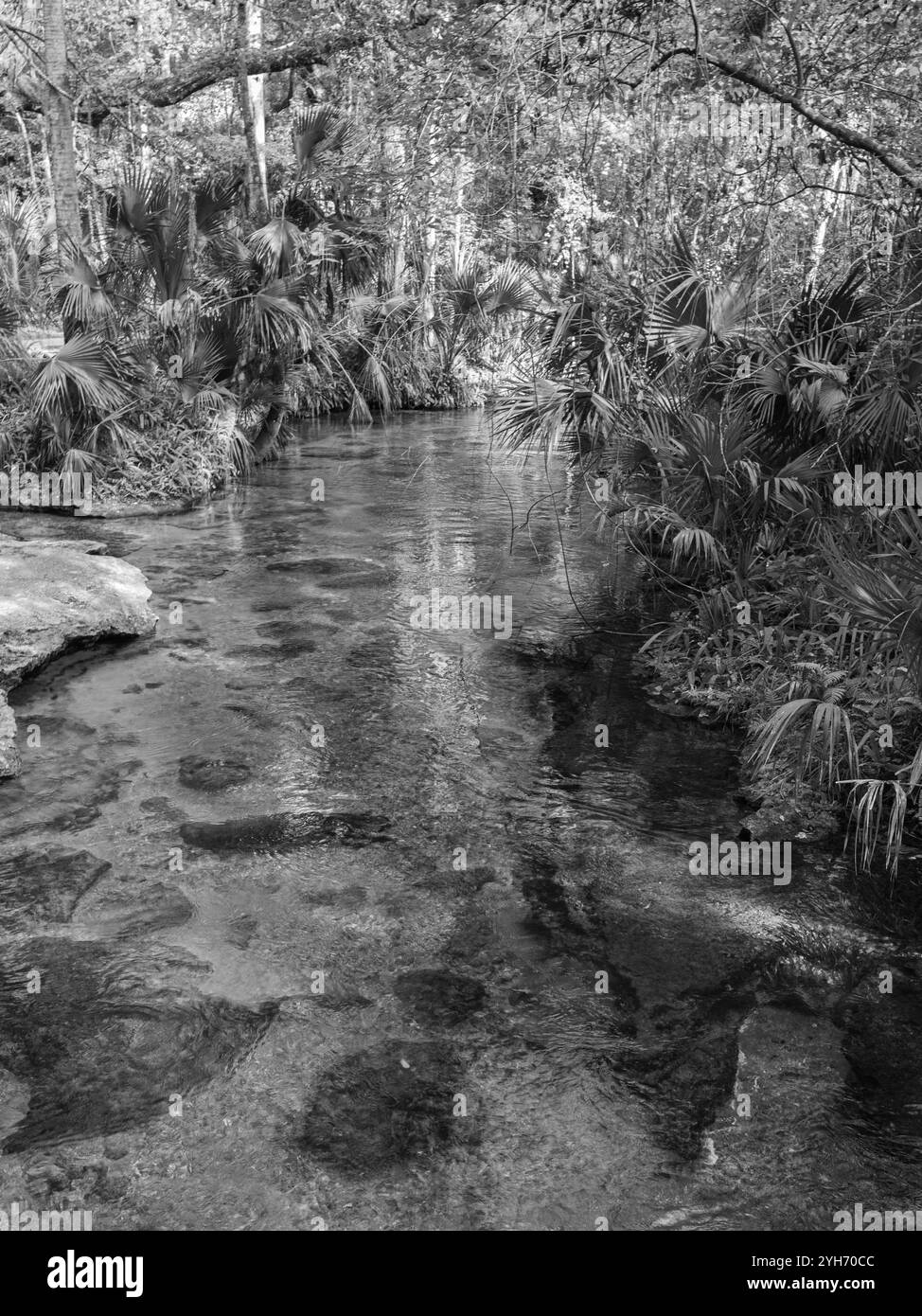 Ruhiger natürlicher Frühlingsstrom in Schwarz und weiß in ruhiger Umgebung Stockfoto