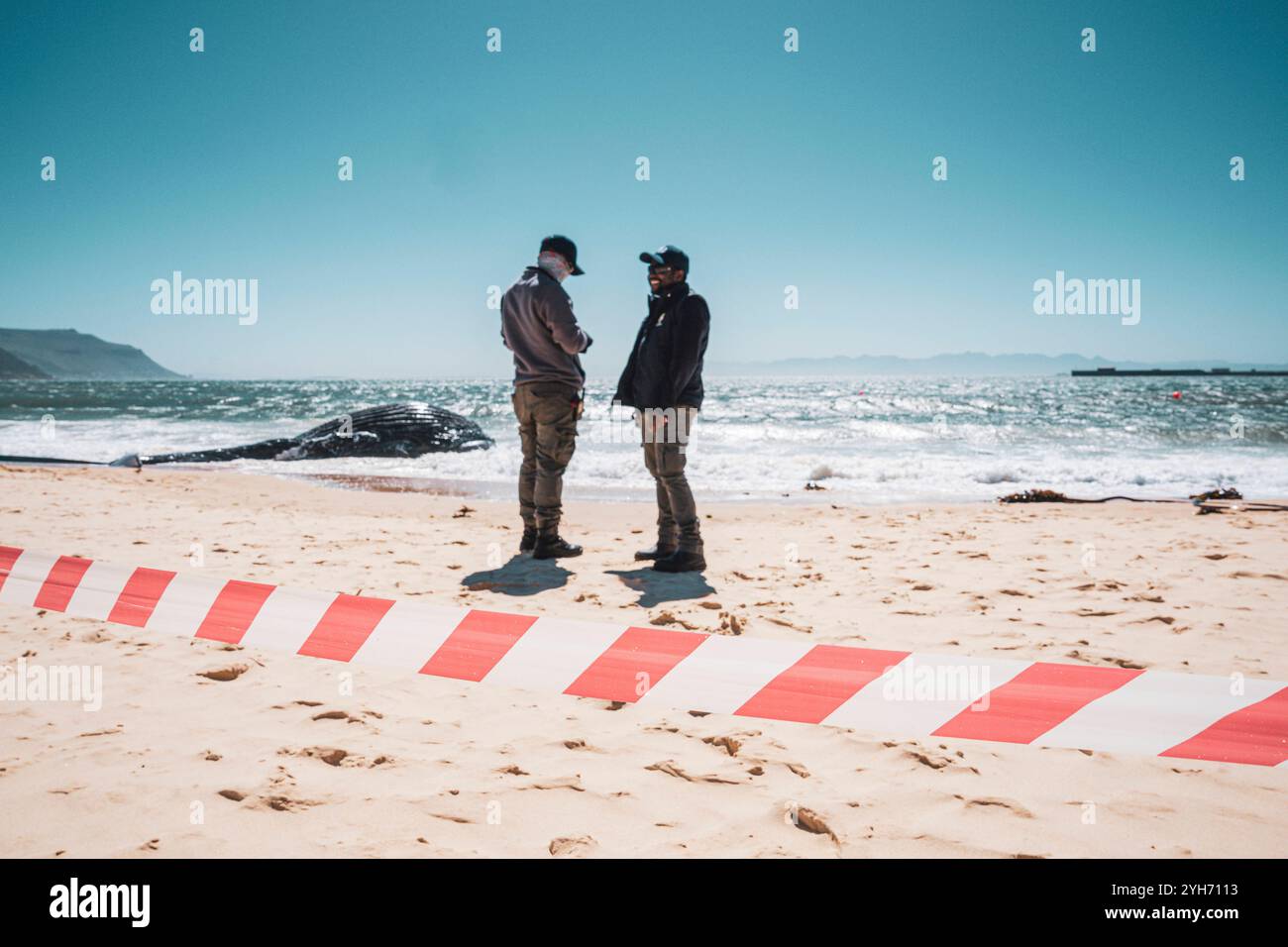 Buckelwale in Südafrika Ein verstorbenes junges Buckelwal wird am 15. Oktober 2024 in Longbeach in der Simonstown Bay, Kapstadt, Südafrika, von der Öffentlichkeit abgesperrt. Cape Towns False Bay hat in dieser Saison einen außergewöhnlichen Zustrom von Buckelwalen erlebt, mit 46 neuen Tieren, die in ihren Gewässern fressen. Diese wandernden Wale, die auf der Suche nach den krillreichen Futtergebieten der Antarktis sind, haben Einheimische und Forscher mit dem Aussehen nahe der Küste in ihren Bann gezogen. Entlang der Wild Coast Südafrikas wurden Buckelwale gesichtet, was die Region noch weiter als eine wichtige Region hervorhebt Stockfoto