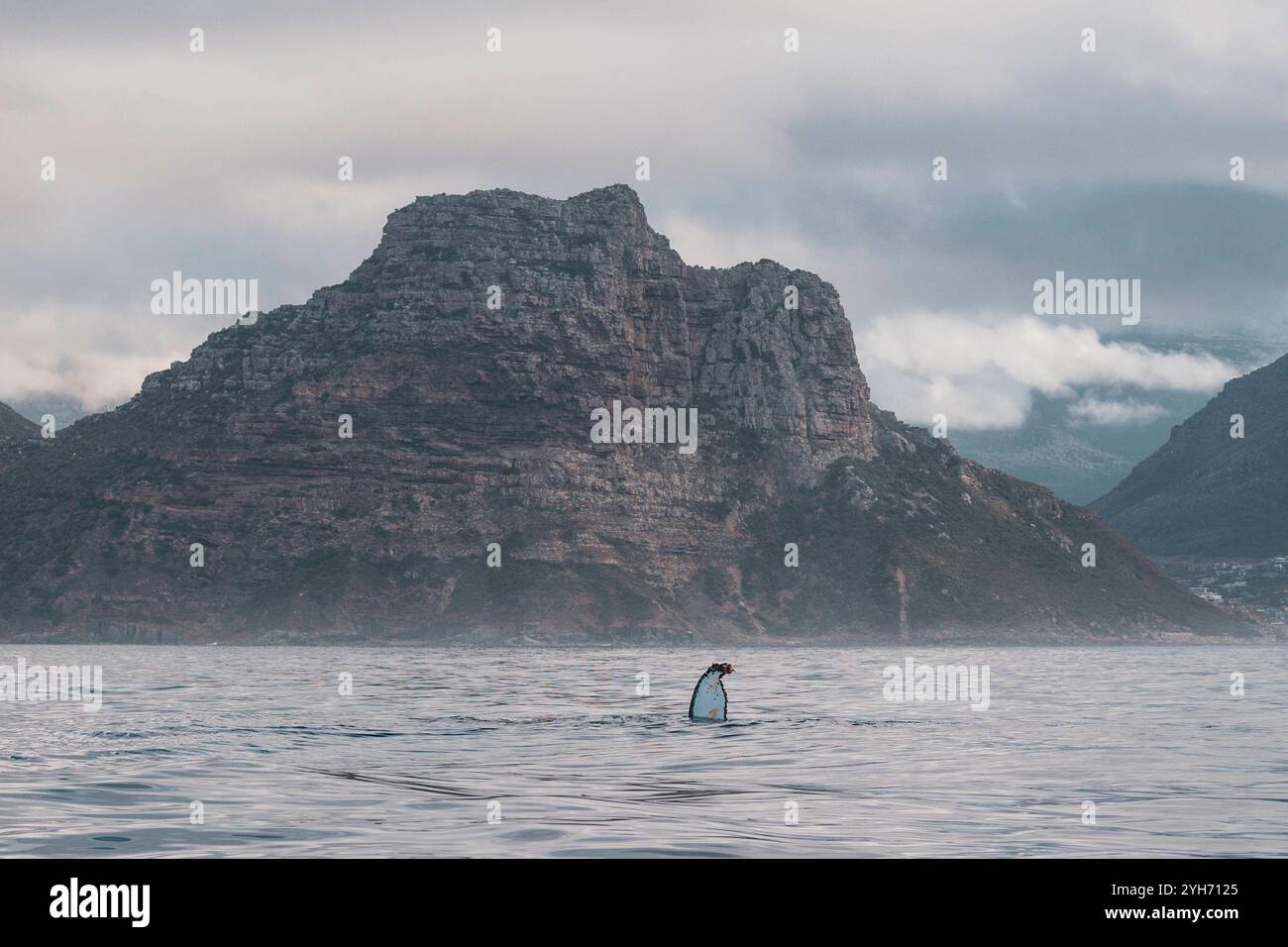 Buckelwale in Südafrika Ein Buckelwal schwimmt am 14. Januar 2024 in Hout Bay, Kapstadt, Südafrika. Cape Towns False Bay hat in dieser Saison einen außergewöhnlichen Zustrom von Buckelwalen erlebt, mit 46 neuen Tieren, die in ihren Gewässern fressen. Diese wandernden Wale, die auf der Suche nach den krillreichen Futtergebieten der Antarktis sind, haben Einheimische und Forscher mit dem Aussehen nahe der Küste in ihren Bann gezogen. Entlang der Wild Coast Südafrikas wurden Buckelwale gesichtet, was die Region als wichtige Route auf ihrer Wanderungsreise weiter hervorhebt. Allerdings ist diese Saison sehr aktiv Stockfoto