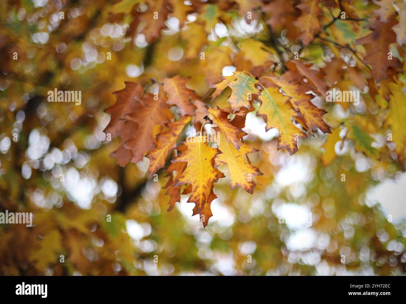 Herbstlaub auf dem Baum Stockfoto