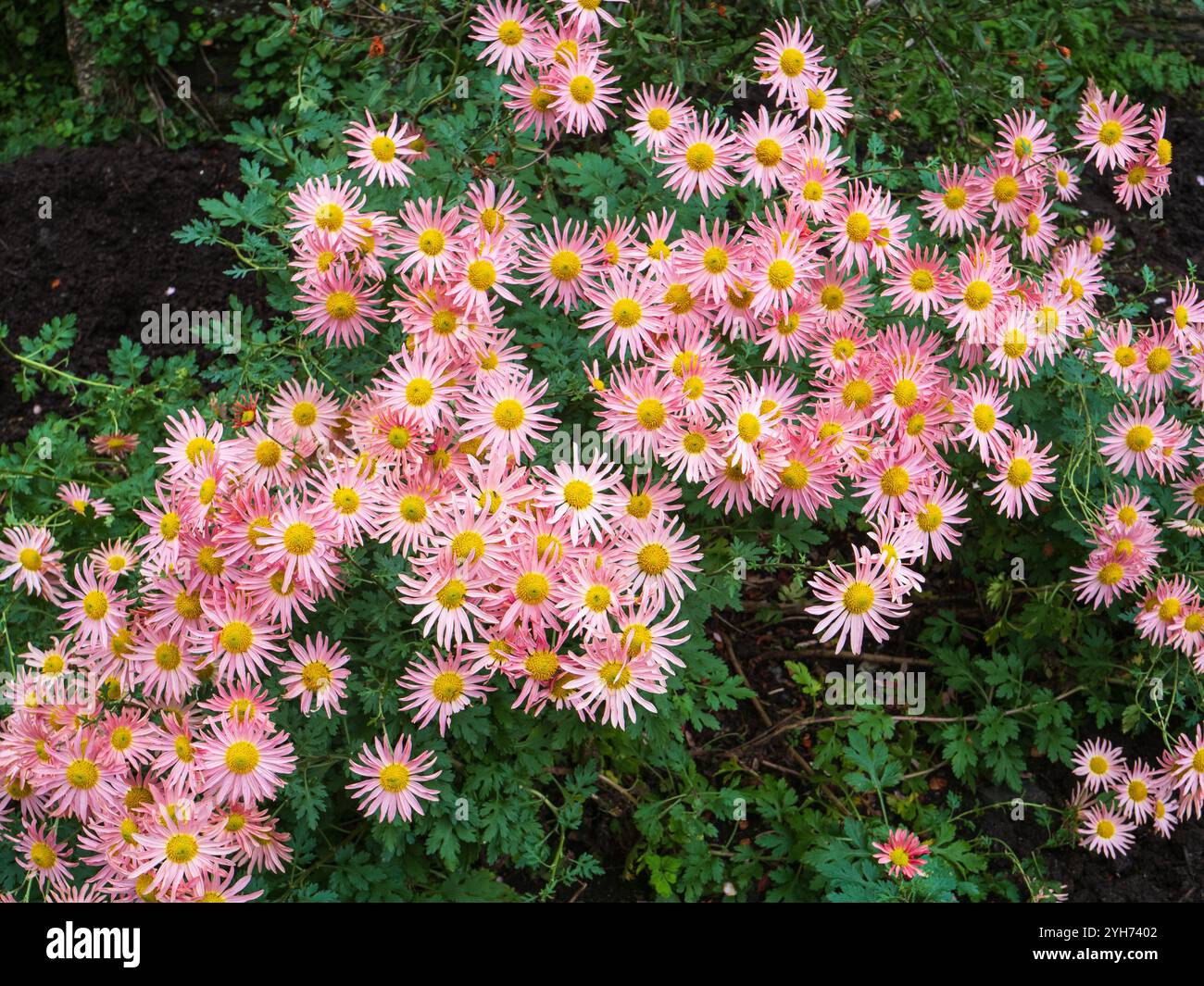 Rosa einzelne Gänseblümchen des Zierhartnäckigen, Chrysanthemum zawadskii „Clara Curtis“ Stockfoto