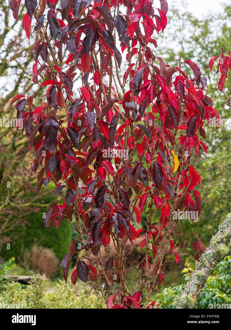 Leuchtendes, scharlachrote Herbstlaub des hart blühenden Kirschbaums Prunus „Royal Burgundy“ Stockfoto