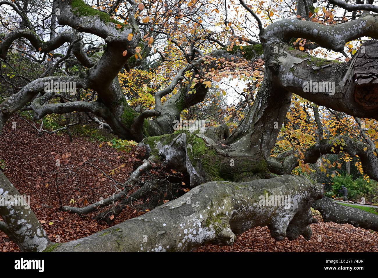 Båstad, Skåne, Schweden. November 2024. Norrviken Gardens. Stockfoto