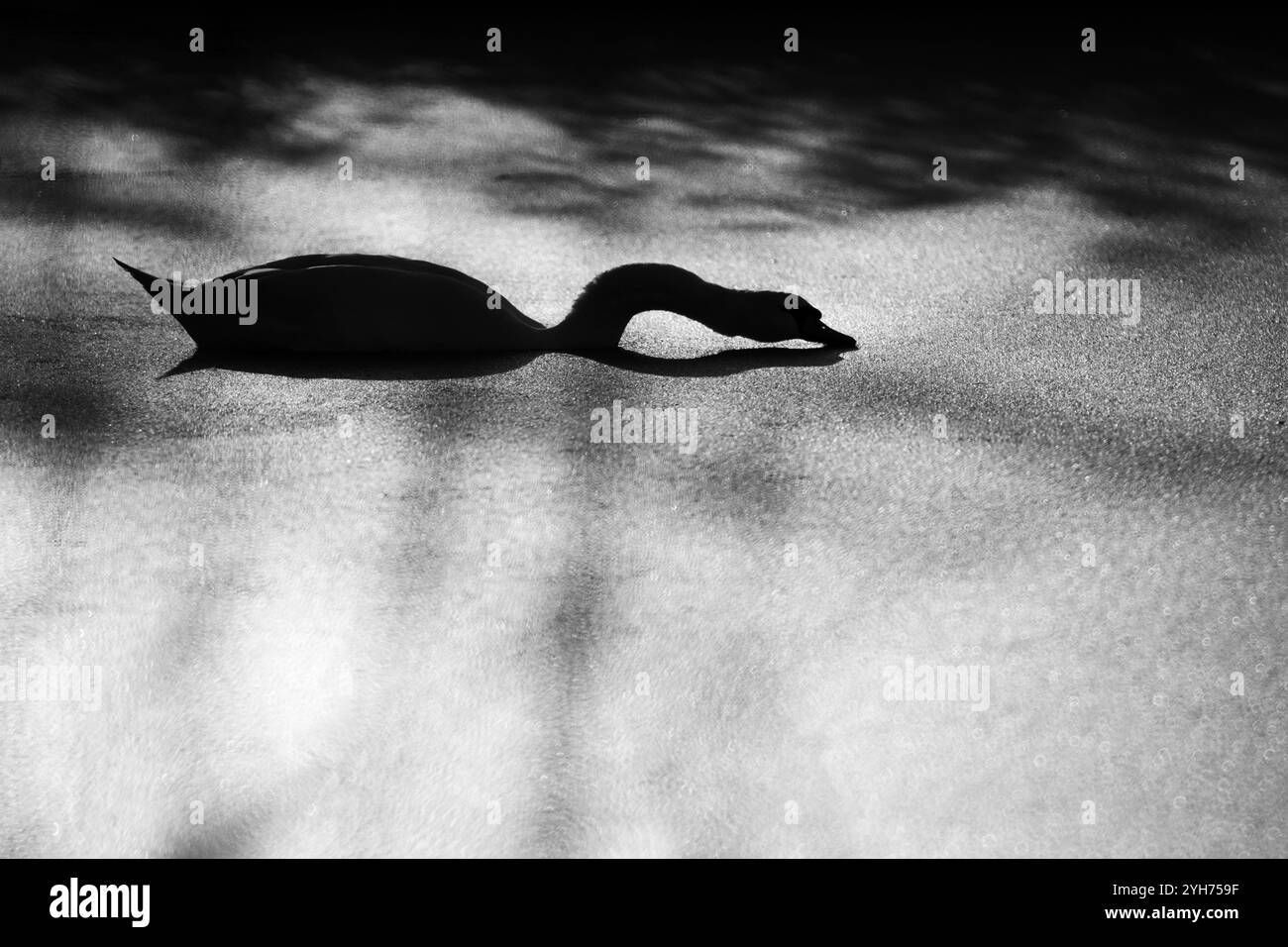 Silhouette eines Schwans, der seinen Schatten auf das stille Wasser eines Sees wirft Stockfoto