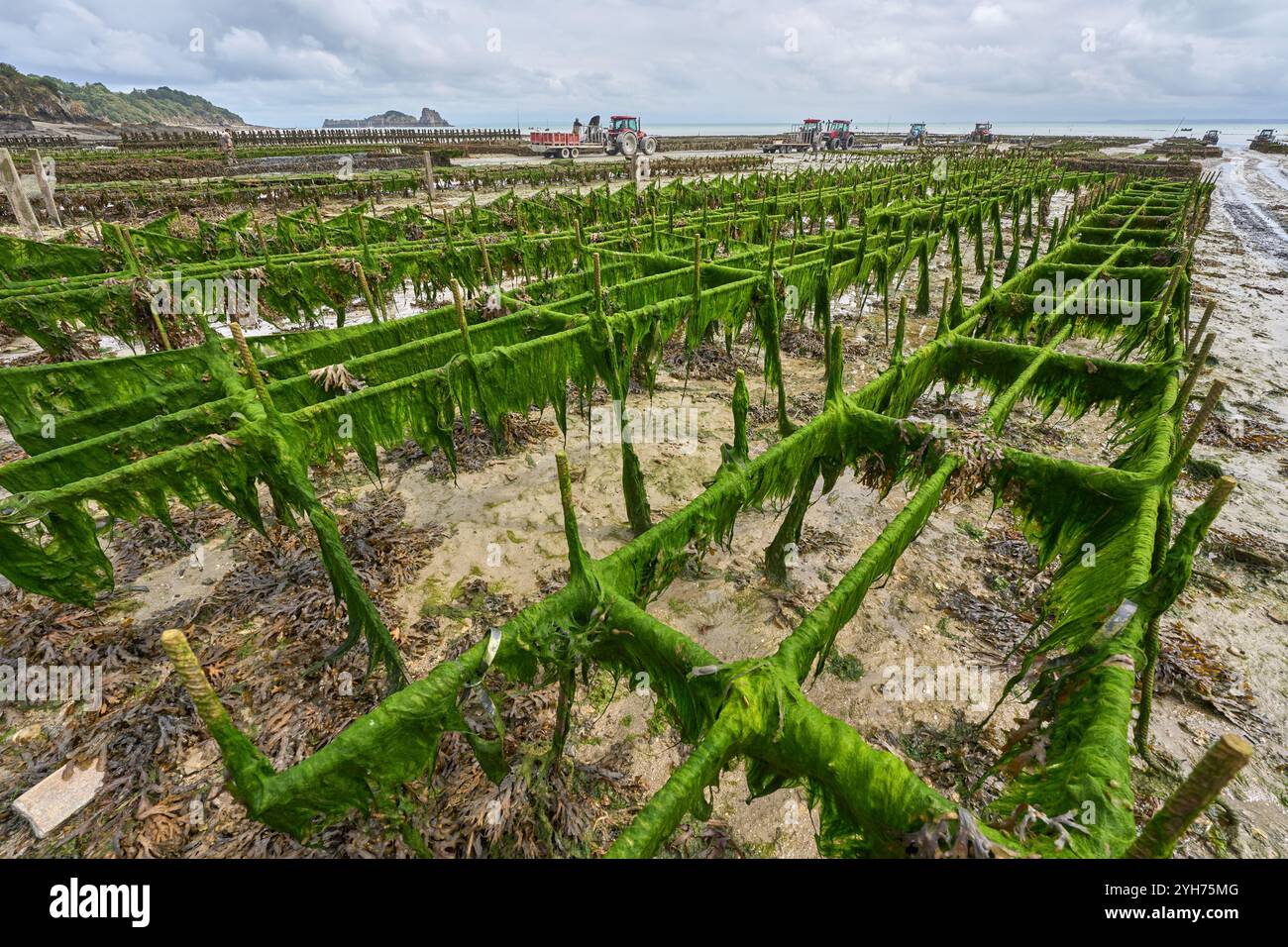 austernbauer erntet Austern bei Ebbe in der Bucht von Cancale, dem Zentrum der Austernzucht in Frankreich, Europa Stockfoto