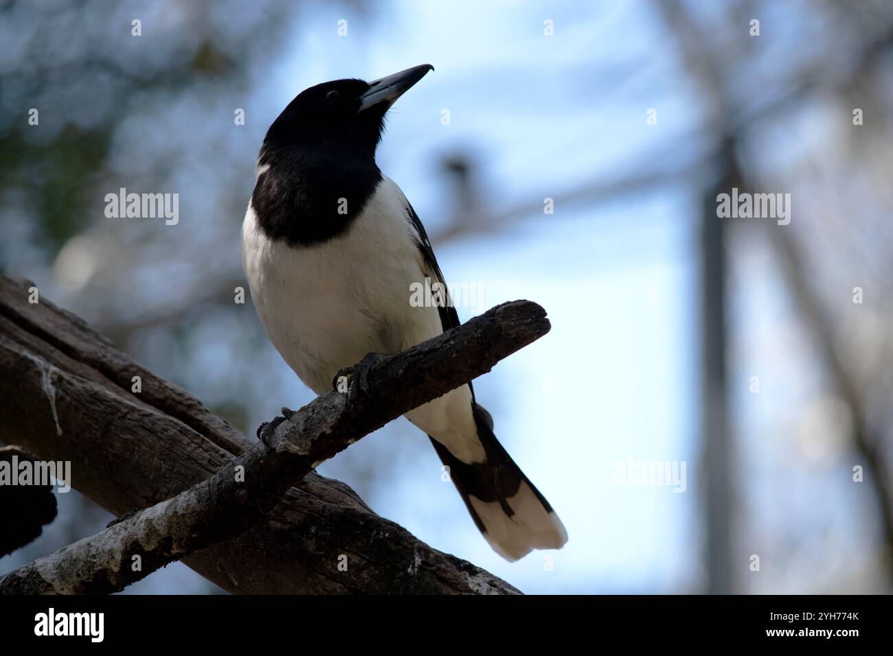 Der Rattenbuttervogel ist ein mittelgroßer schwarz-weißer Vogel. Er hat eine schwarze Kapuze, dunkelbraune Augen und einen langen, hakenförmigen, grauen und schwarzen Schirm. Stockfoto