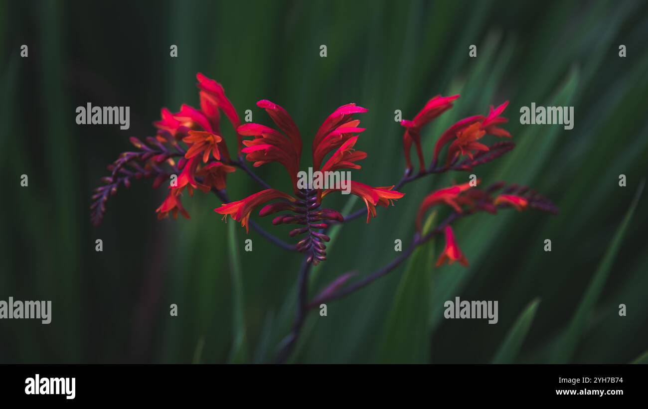 Nahaufnahme lebendiger roter Blumen vor üppigem grünem Hintergrund Stockfoto