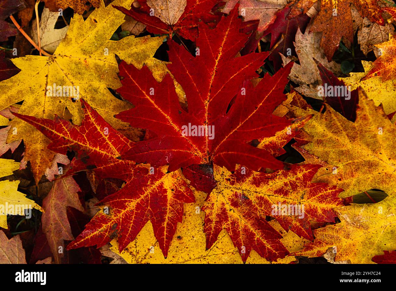Leuchtende rote und gelbe Herbstblätter auf dem Boden Stockfoto
