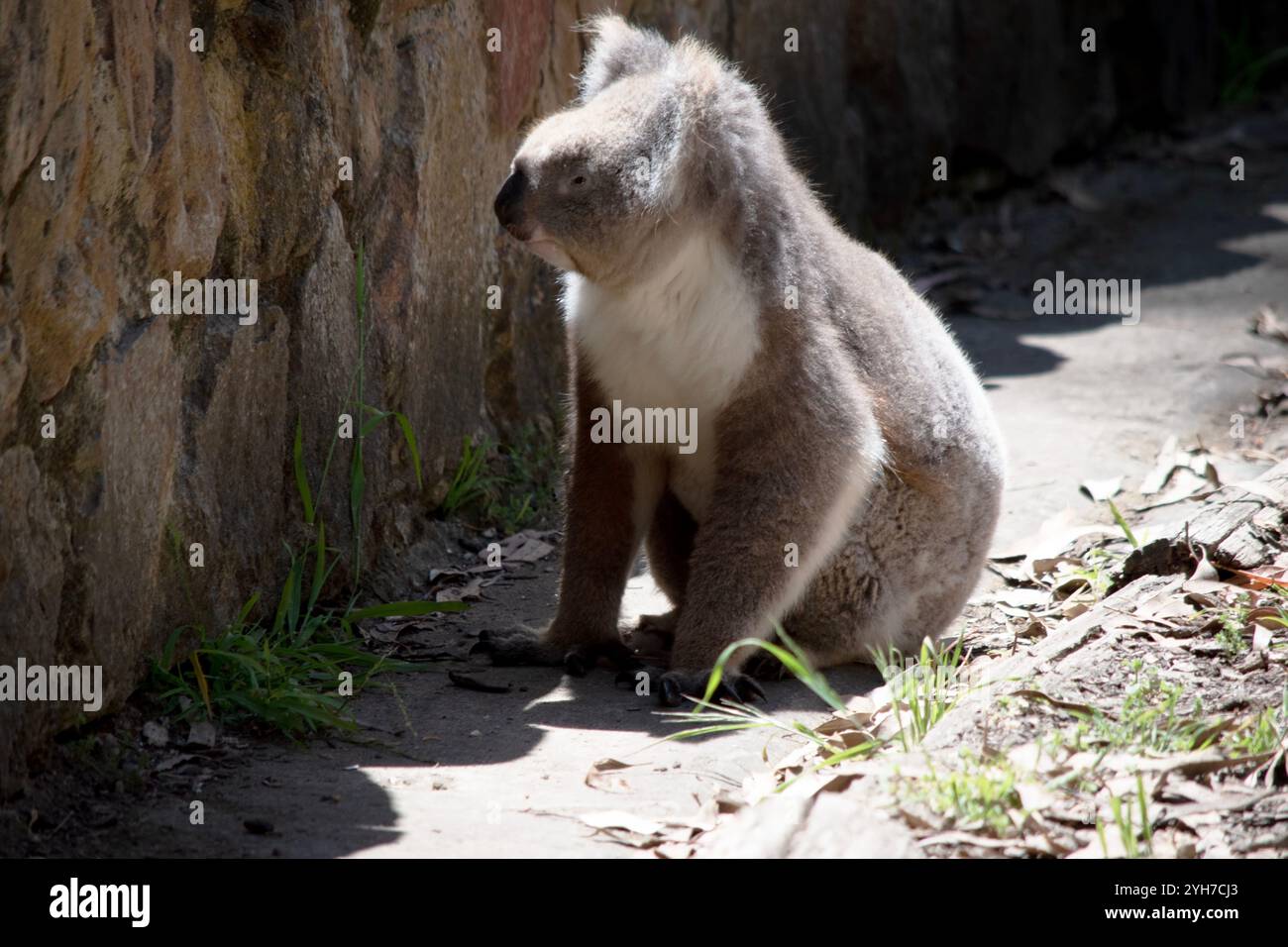 Der Koala hat einen großen runden Kopf, große pelzige Ohren und große schwarze Nase. Ihr Fell ist meist grau-braun mit weißem Fell auf der Brust, den inneren Armen, Stockfoto