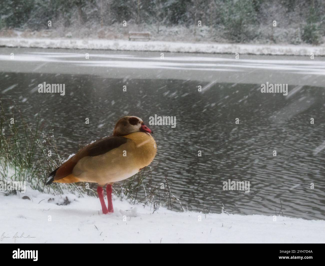 Mutter Gans mit Goslings, die im Schnee an einem See spazieren gehen Stockfoto