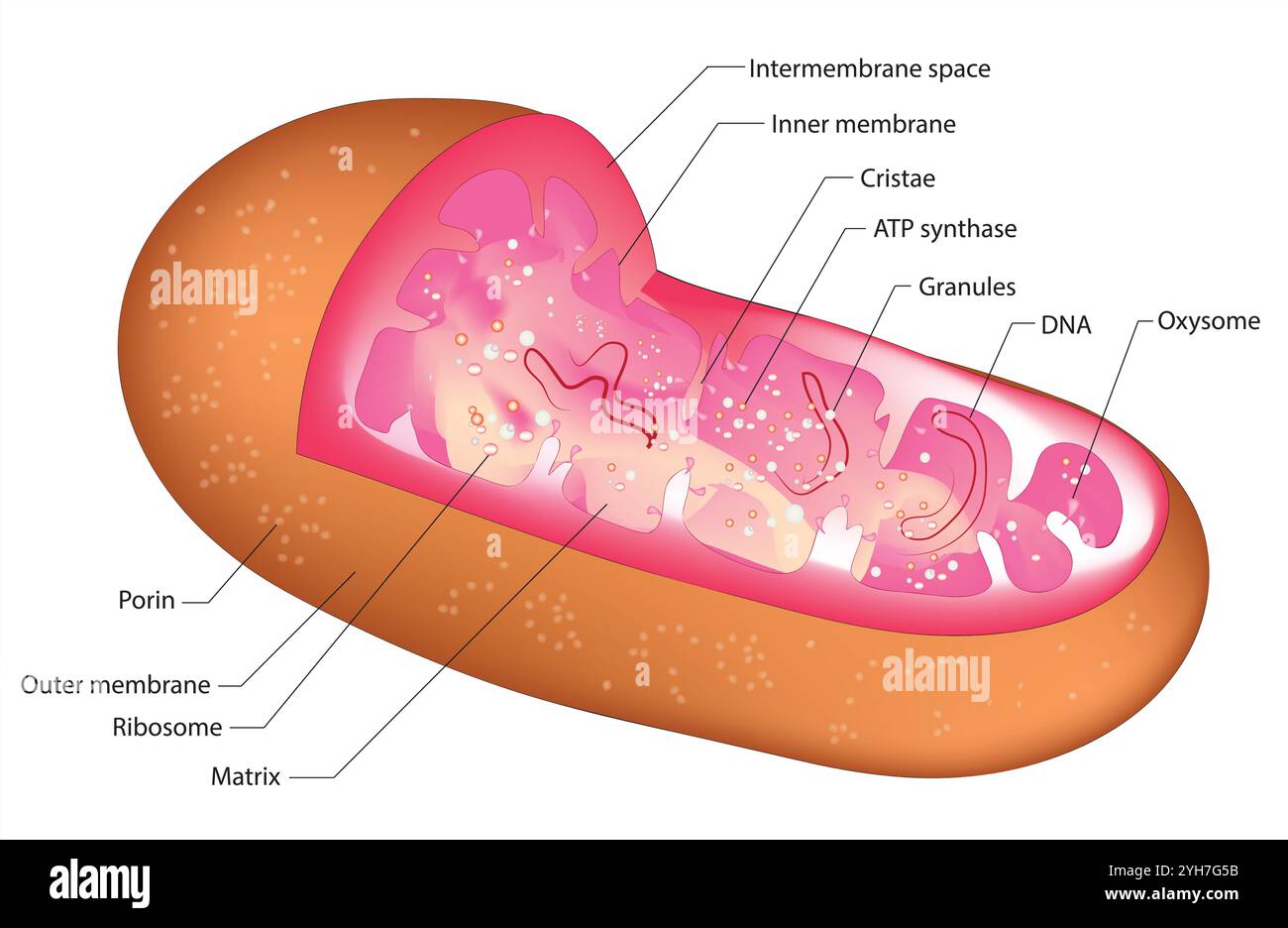 Vektordiagramm der Mitochondrien. Querschnittsansicht. Medizinische Infografiken Stock Vektor