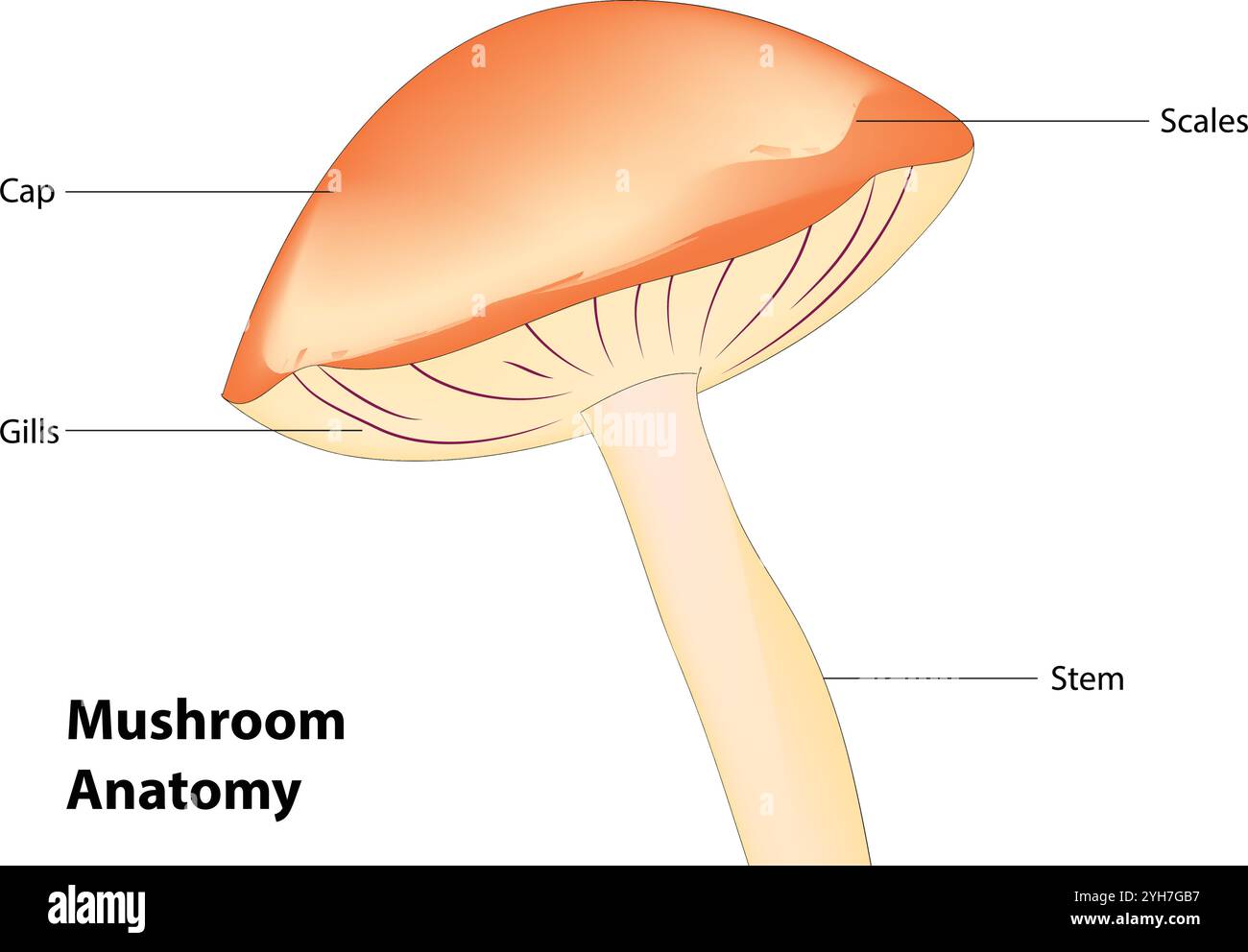 Pilzanatomie. Strukturteile, Kappe, Schürze, Sporen, Ring, Lamellen, Pileus, Stamm, Kiemen volva, Myzel, Hyphae, Pilz. Konvex, ovat, konisch Stock Vektor