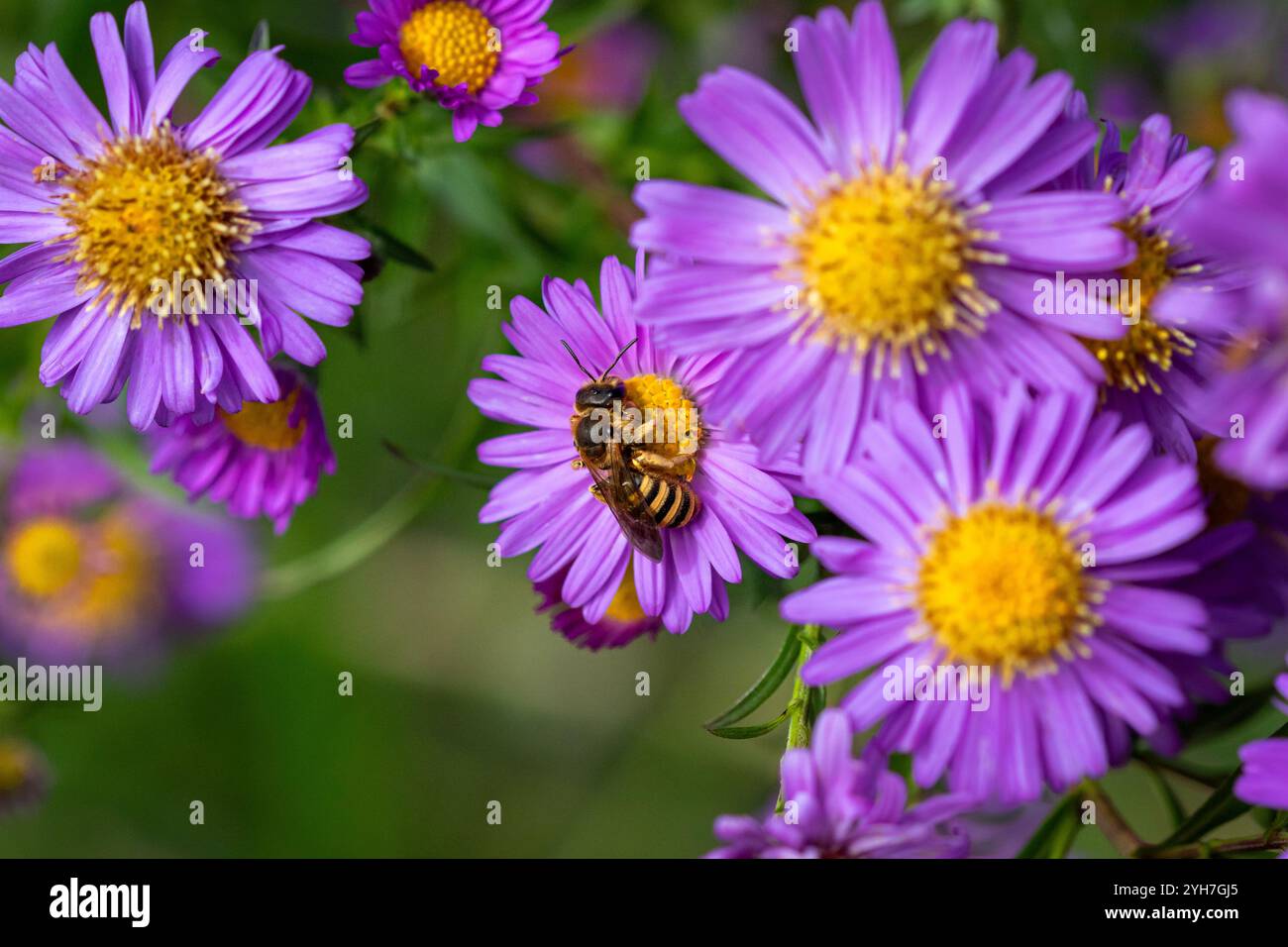 Eine große Bänderfurche (Halictus scabiosae) auf Michaelmas Gänseblümchen (Aster amellus). Stockfoto
