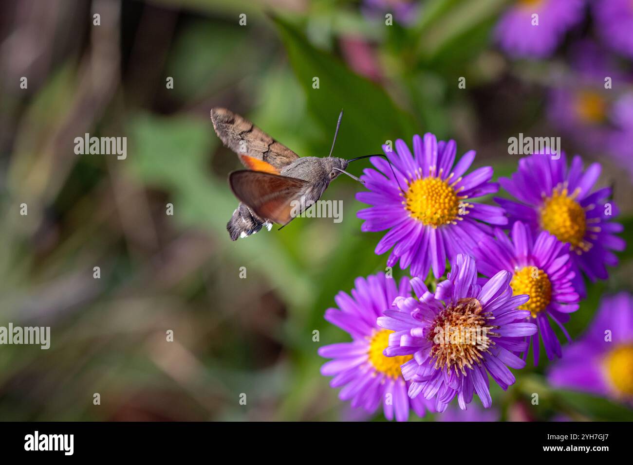 Ein wunderschöner Kolibri-Falkenmotten (Macroglossum stellatarum) im Flug, trinkt Nektar von Michaelmas Daisies (Aster) Stockfoto