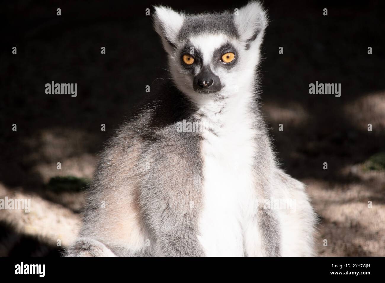 Die Lendenbeine sind grau mit grauen Gliedmaßen und dunkelgrauen Köpfen und Hälsen. Sie haben lange gestreifte Schwänze. Stockfoto