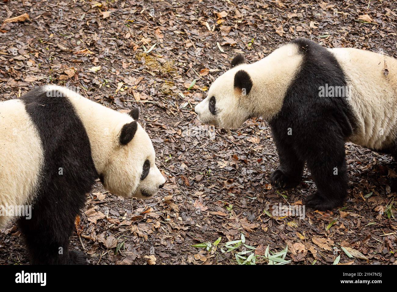 Brugelette, Belgien. November 2024. Die letzte öffentliche Fütterung mit den jungen Pandas Bao Di und Bao Mei (2019) im Tierpark Pairi Daiza in Brugelette, Sonntag, 10. November 2024. Die in Belgien geborenen Zwillinge werden im Dezember zur Giant Panda Base in Bifengxia, einem Forschungszentrum in der Provinz Sichuan in China, aufbrechen. BELGA FOTO JAMES ARTHUR GEKIERE Credit: Belga News Agency/Alamy Live News Stockfoto