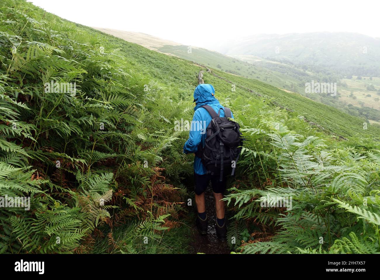 Lone man (Wanderer) Walking on Path through Tall Ferns/Bracken by below 'Common Fell' to Dockray' im Lake District National Park, Cumbria, England, UK Stockfoto