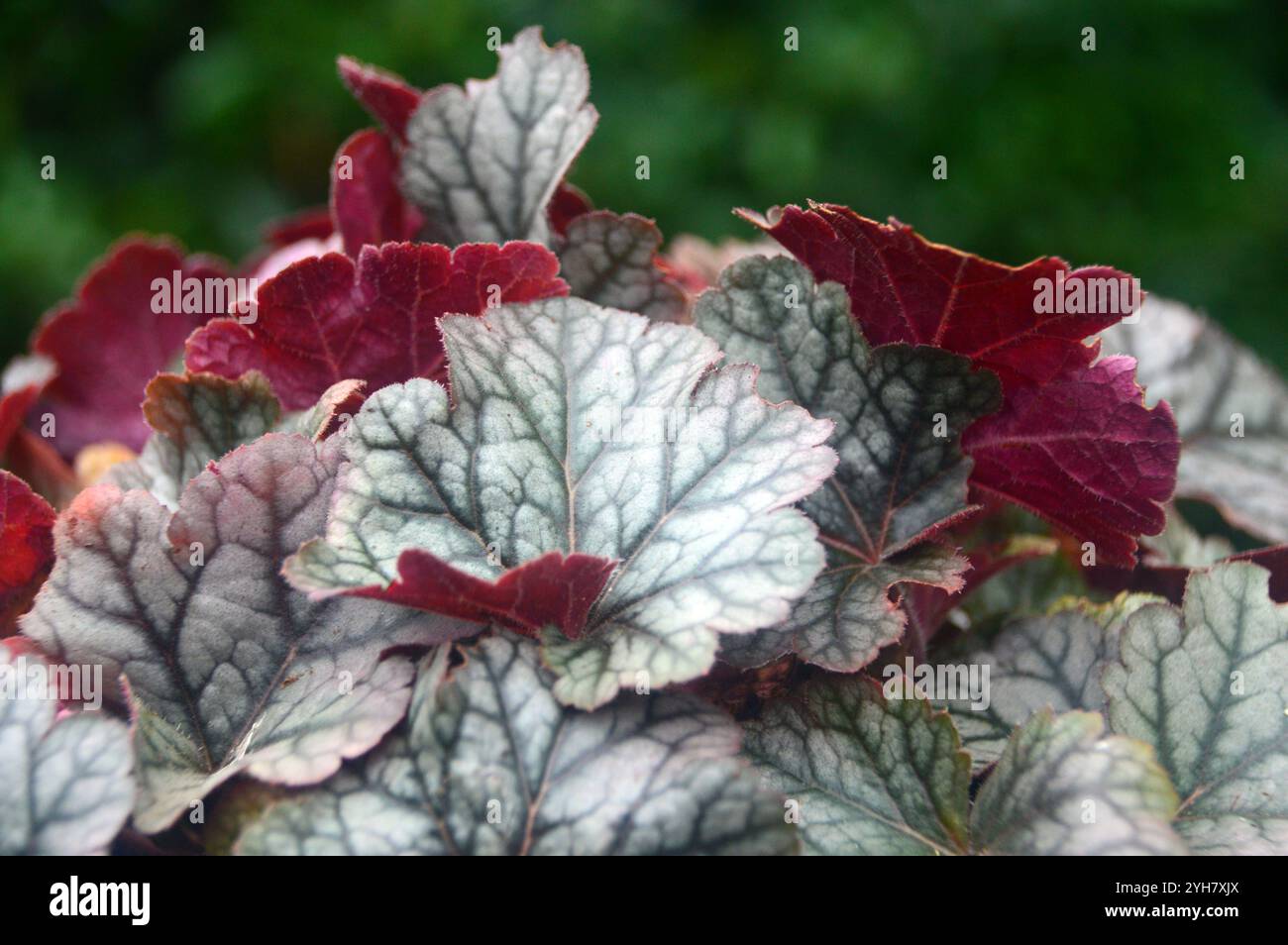 Silver/Purple Laub Heuchera „Cinnabar Silver“ (Korallenglocken) in einem englischen Country Garden, Lancashire, England, Großbritannien Stockfoto