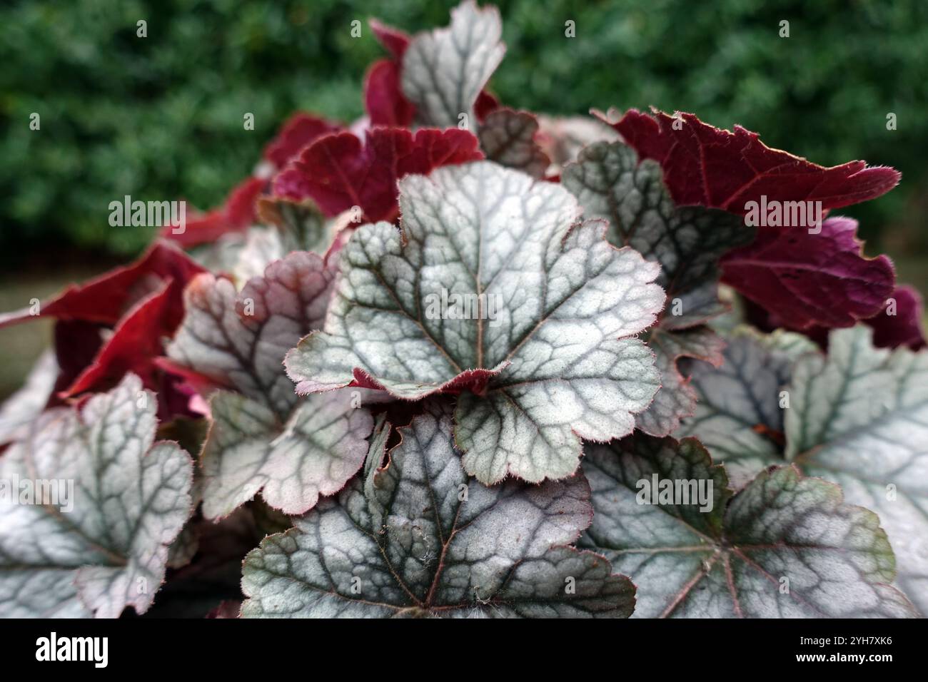 Silver/Purple Laub Heuchera „Cinnabar Silver“ (Korallenglocken) in einem englischen Country Garden, Lancashire, England, Großbritannien Stockfoto